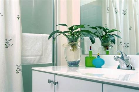 洗手間植物風水